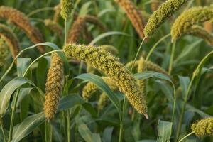 Barnyard Millet