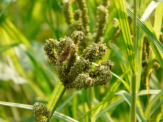 Finger Millet